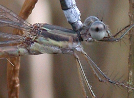 Sweetflag Spreadwing